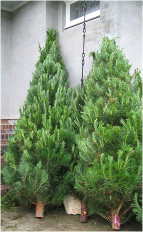 A pair of last Christmas's big trees