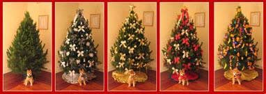 Real Christmas Trees